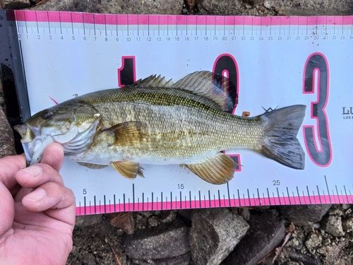 スモールマウスバスの釣果