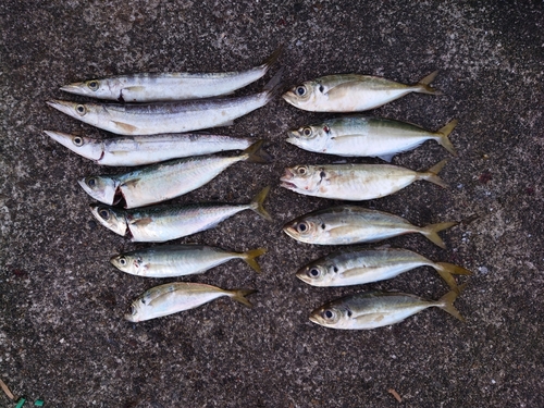 カマスの釣果