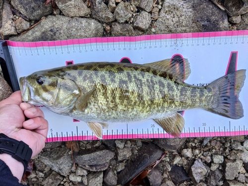 スモールマウスバスの釣果