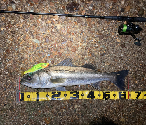 シーバスの釣果