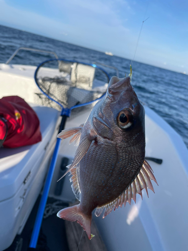 チャリコの釣果