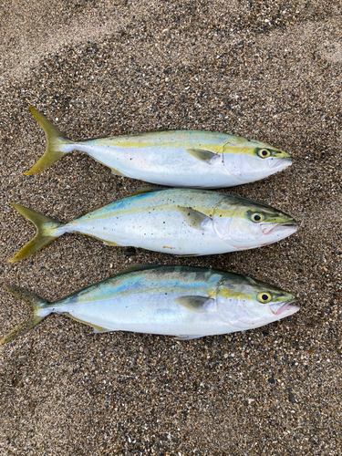 イナダの釣果