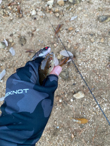 ブラックバスの釣果