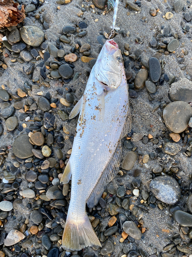 ニベの釣果