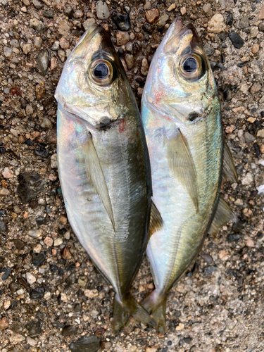 マアジの釣果