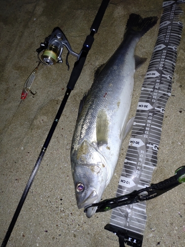 シーバスの釣果