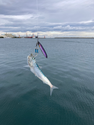 イワシの釣果