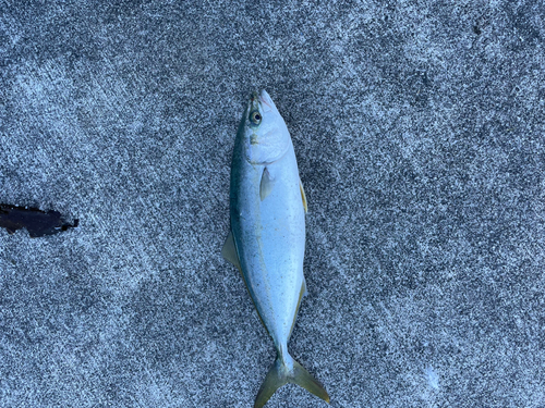 イナダの釣果