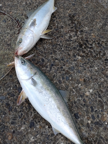 ハマチの釣果