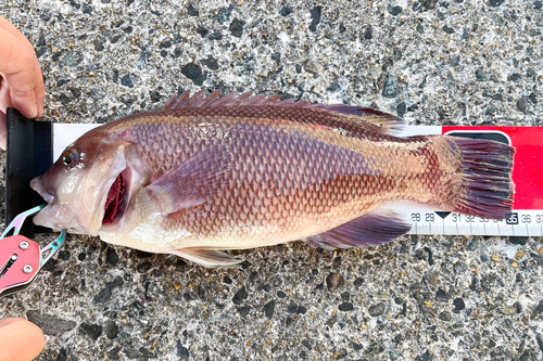 コブダイの釣果