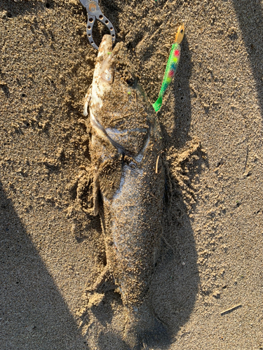 フッコ（マルスズキ）の釣果