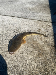 マゴチの釣果