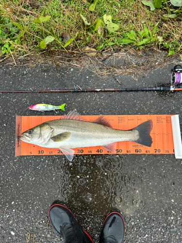 シーバスの釣果