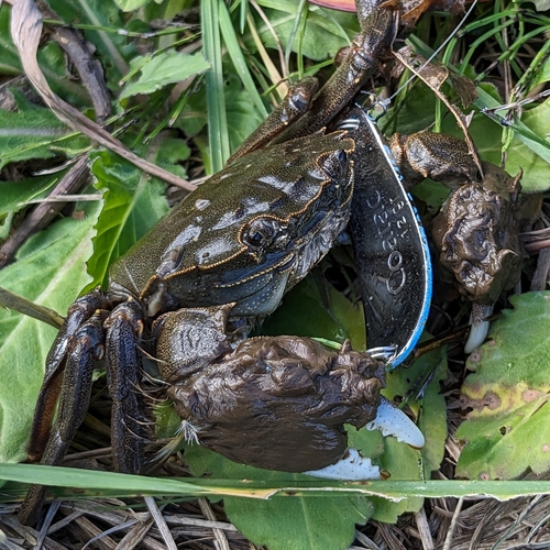 モクズガニの釣果