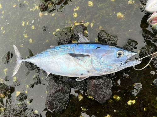 スマガツオの釣果