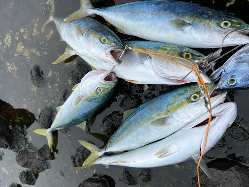 ハマチの釣果