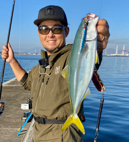 ハマチの釣果