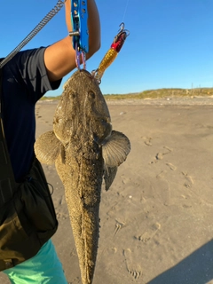 マゴチの釣果