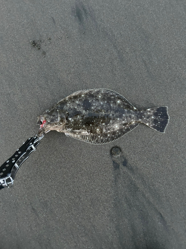 ソゲの釣果