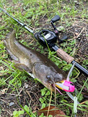 ナマズの釣果