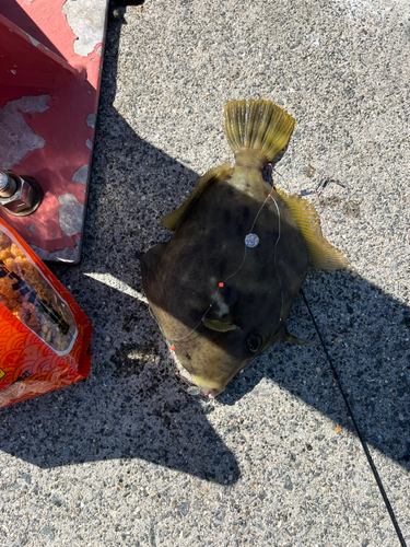 カワハギの釣果