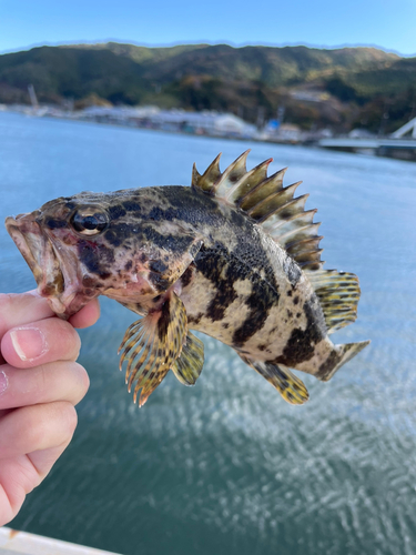 タケノコメバルの釣果