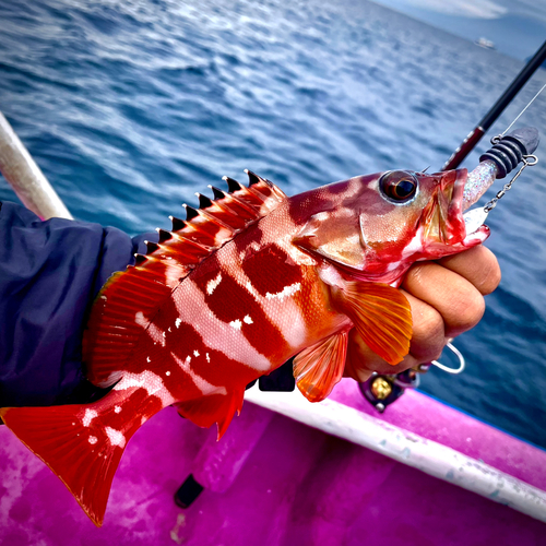 アカハタの釣果