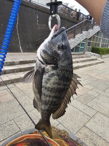 クロダイの釣果