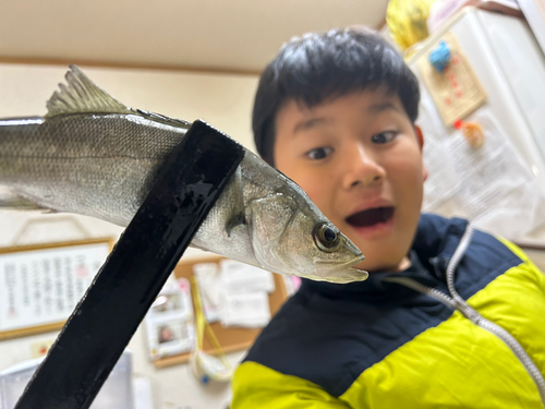 スズキの釣果