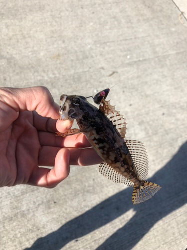 アナハゼの釣果