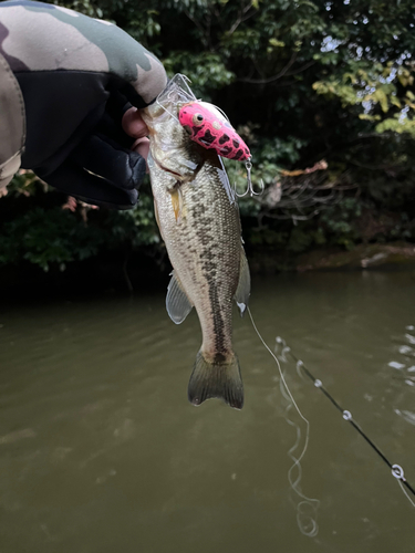 ラージマウスバスの釣果