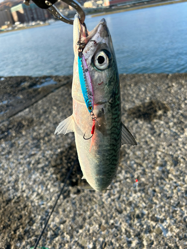 マメイカの釣果