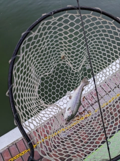 ニジマスの釣果