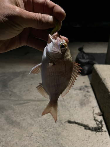 タイの釣果