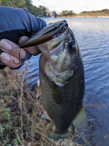 ブラックバスの釣果