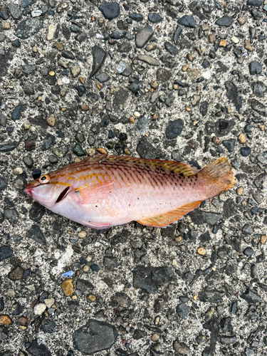 アカササノハベラの釣果