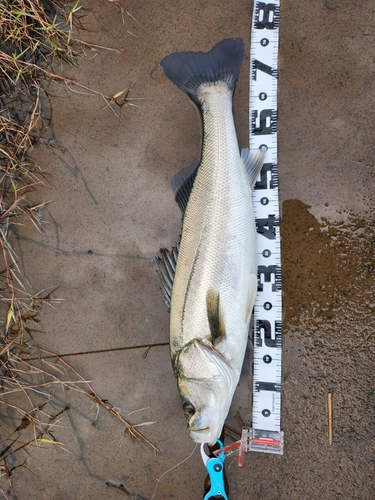 マルスズキの釣果