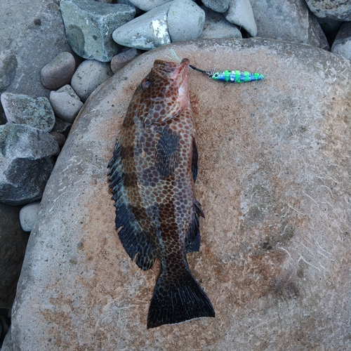 オオモンハタの釣果