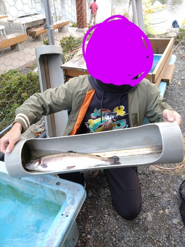 ニジマスの釣果