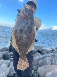 ヒラメの釣果