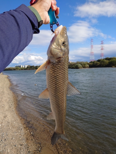 ニゴイの釣果