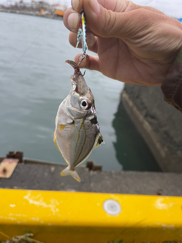 ヒイラギの釣果