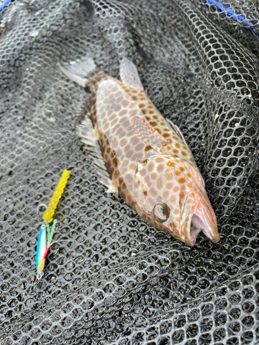 オオモンハタの釣果