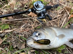 ヘラブナの釣果