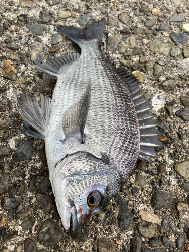 チヌの釣果