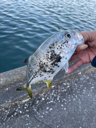 メッキの釣果