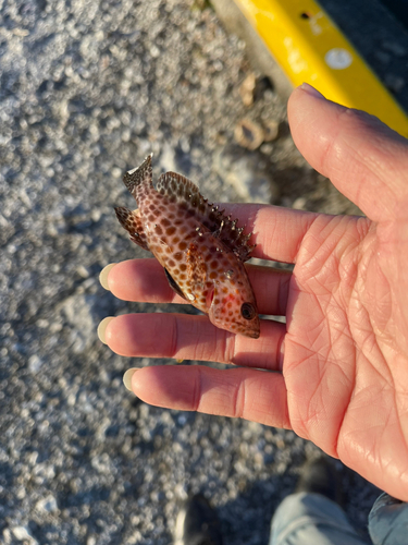 オオモンハタの釣果