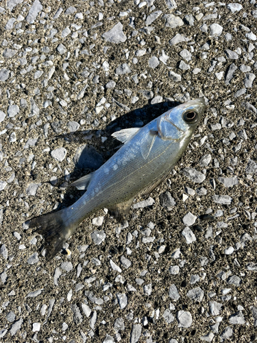 フッコ（マルスズキ）の釣果