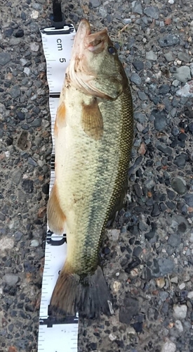 ブラックバスの釣果