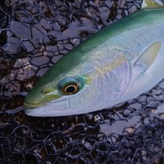 ツバイソの釣果